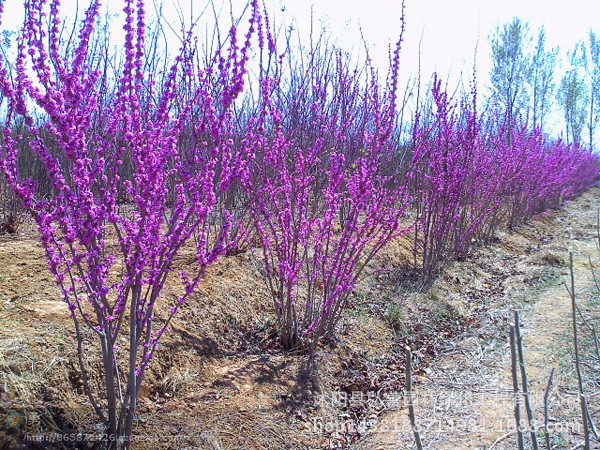 紫荆花种子 紫荆树种子 巨紫荆种子 加拿大紫荆种子